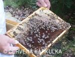 Medobraní s dětským dnem 2009